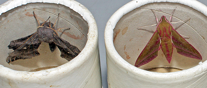 Poplar hawk-moth and elephant hawk-moth