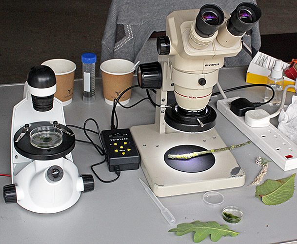 Telmu inverted microscope and Olympus SZ4045 stereomicroscope