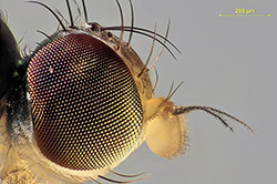 Head of a small fly