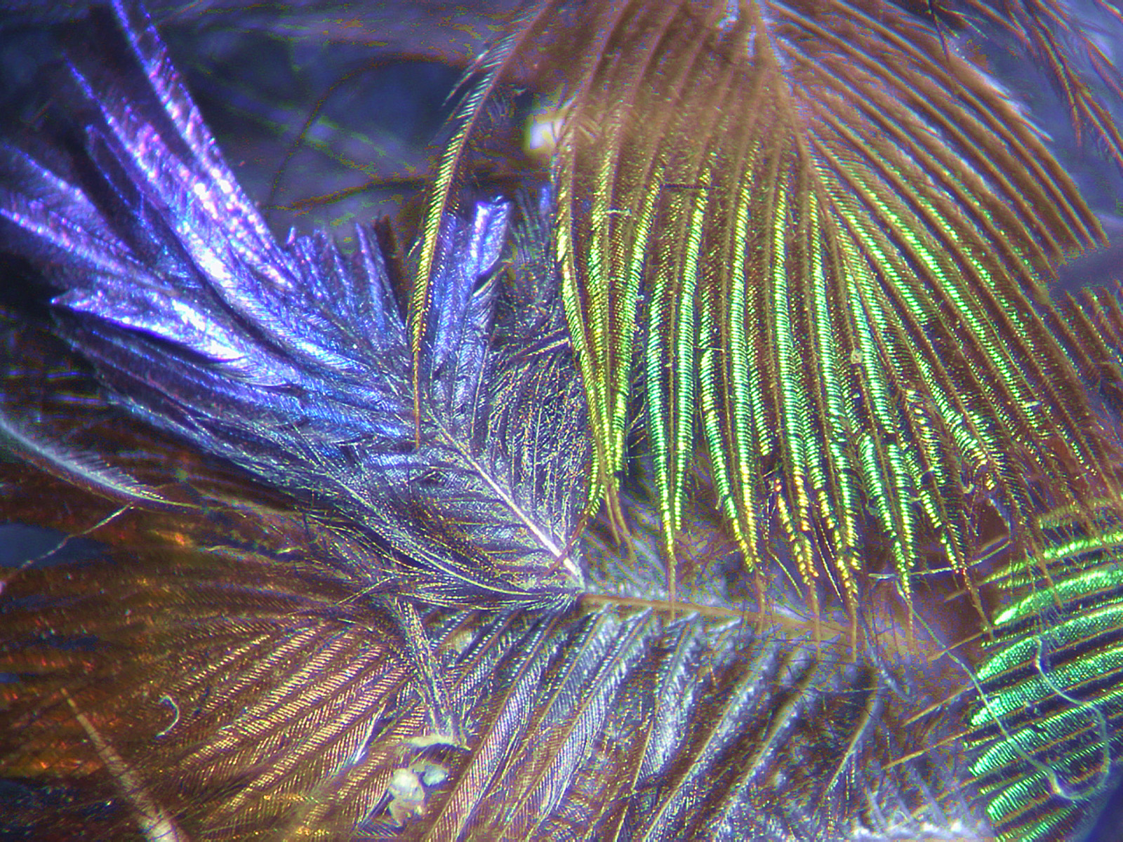 Hummingbird Feathers