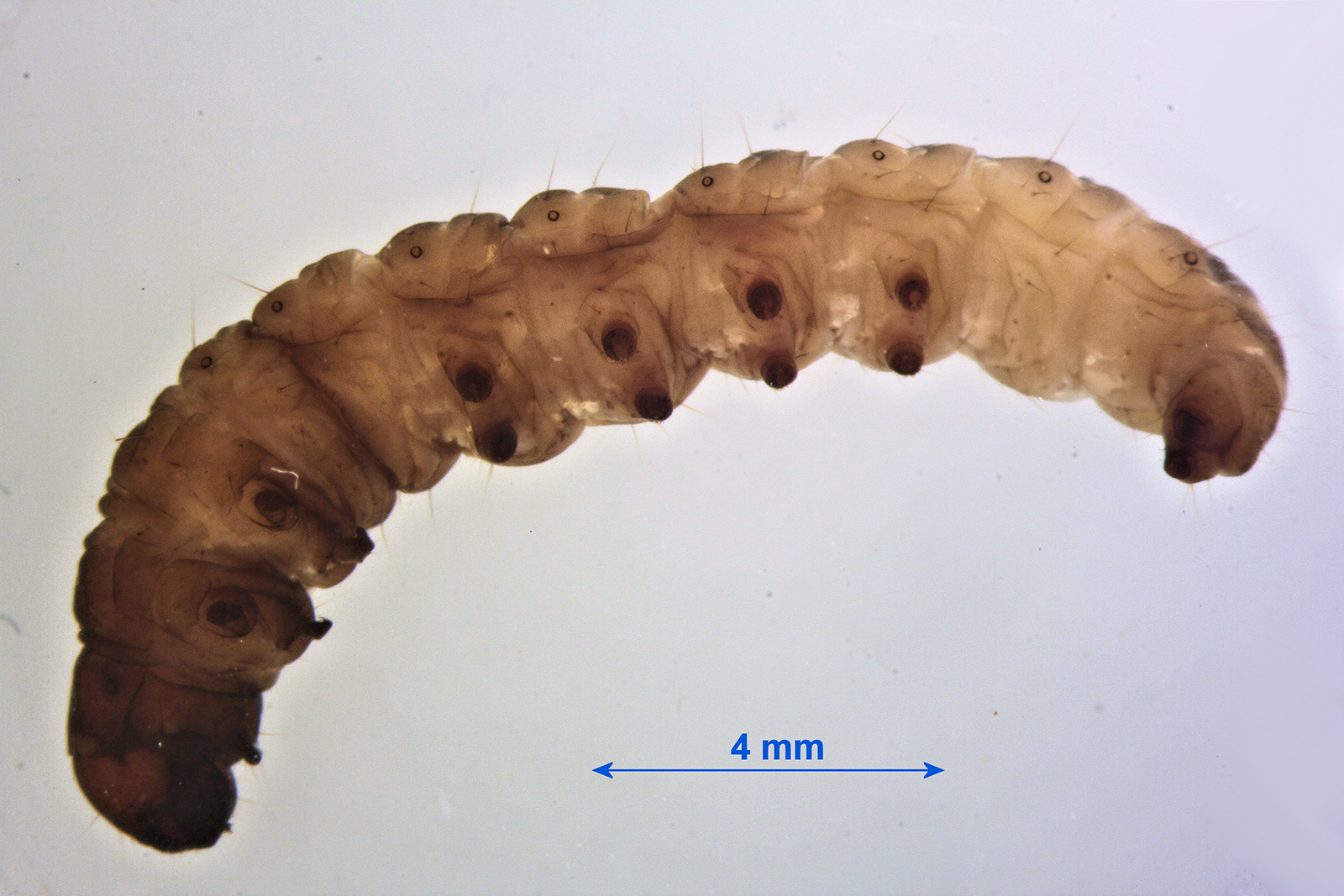 Lesser Wax Moth Achroia grisella larva