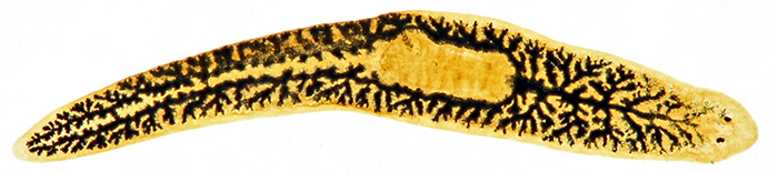 Planarian (flatworm), gastrovascular cavity cavity injected with black dye