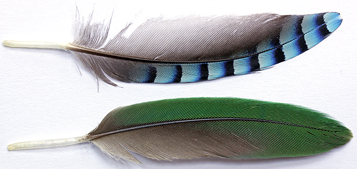 Feathers of jay and ring-necked parakeet