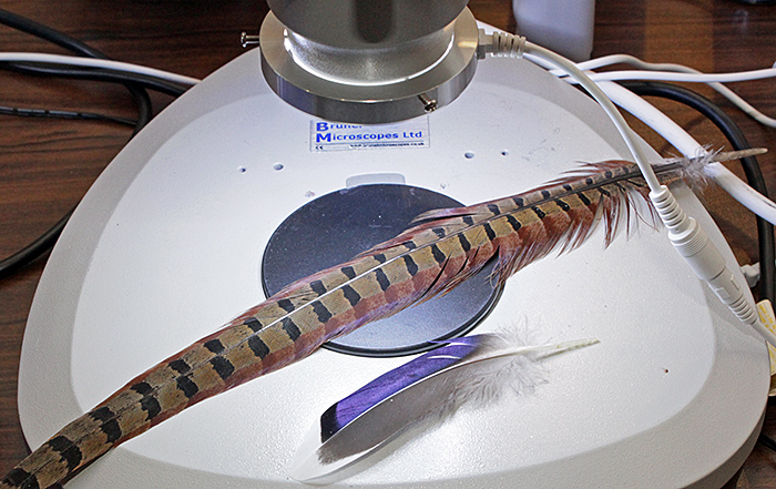 Feathers under stereomicroscope