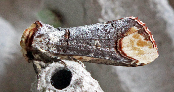 Buff-tip moth
