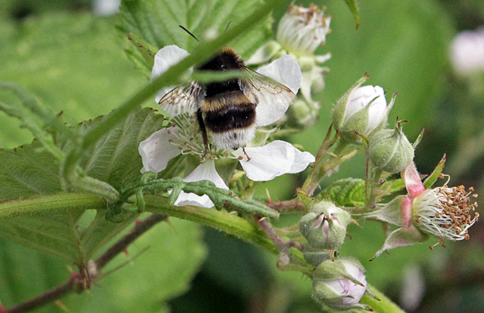 Bumblebee on bramble flowers