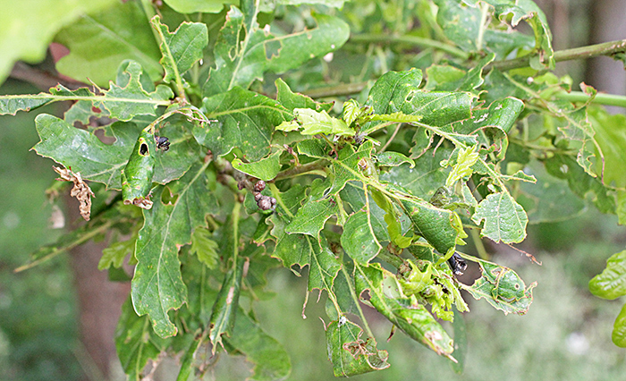 Oak leaves damaged by green oak tortrix