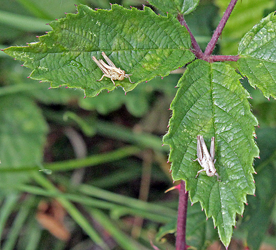 Small grasshoppers