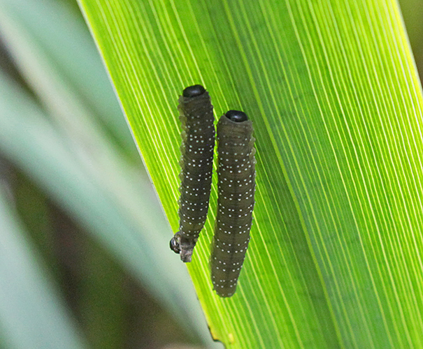 Larvae of iris sawfly