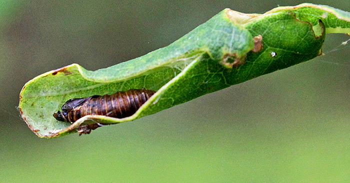 Pupa of green oak tortrix moth