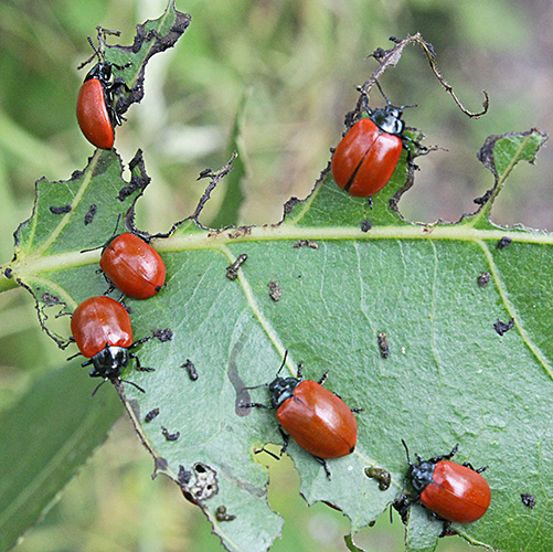 Poplar leaf beetles