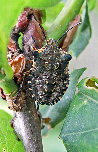 Shield bug on oak