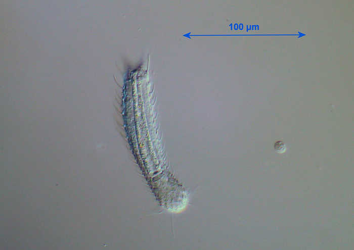 Gastrotrich: Chaetonotida, Chaetonotus sp.