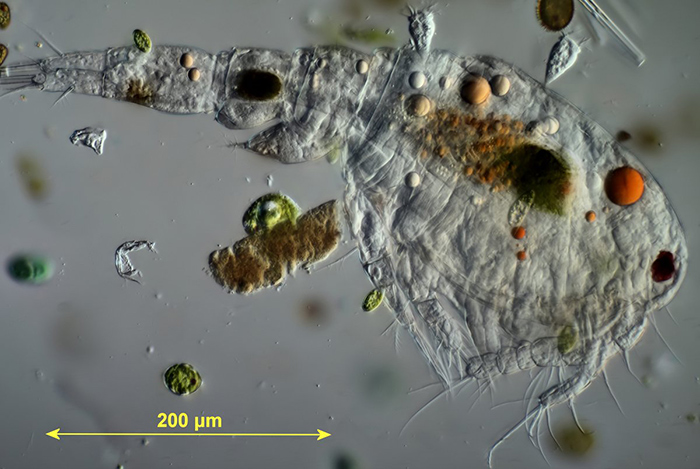Cyclopian copepod with epizootic peritrichs