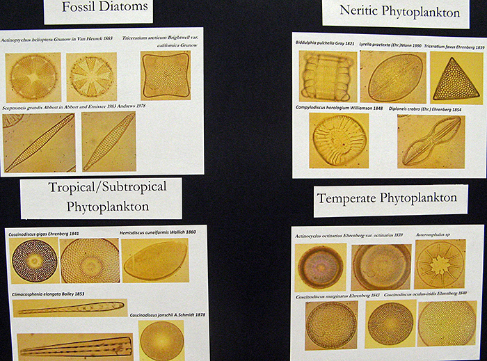 Debbie Burfitt’s photos of her original collection of diatoms