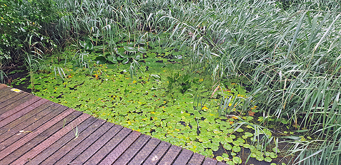Dipping pond