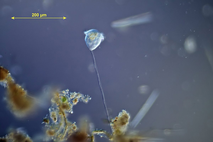 Peritrich ciliate: Vorticella sp.
