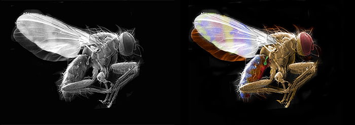 David Furness: Housefly grey and coloured