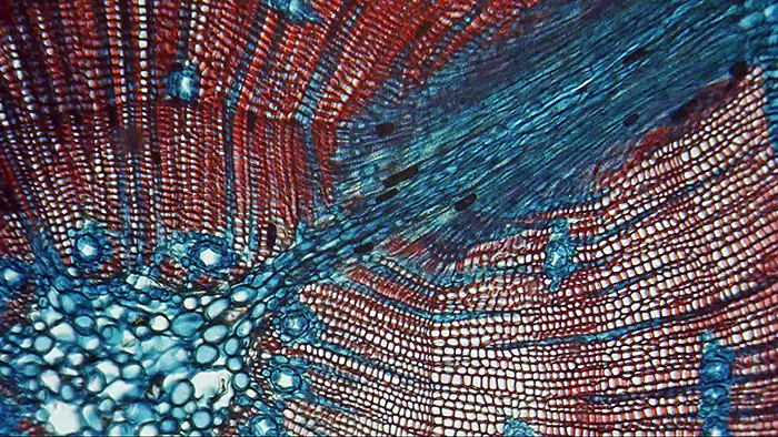 Lisa Ashby: Pinus sylvestris