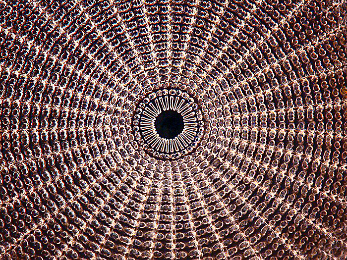 Les Franchi: Diatom view