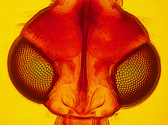 “Looking at You” through compound eyes of a fly