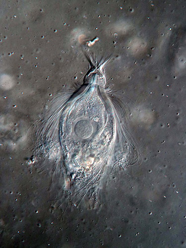 Thomas Consi: Termite gut protist – Trichonympha