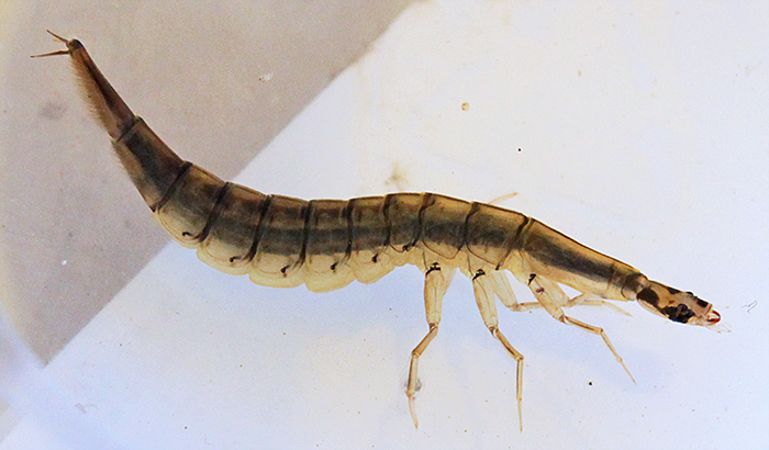 Lesser diving beetle larva