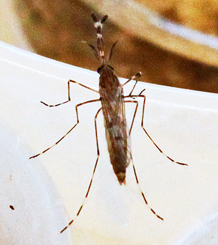 Aedes annulipes mosquito