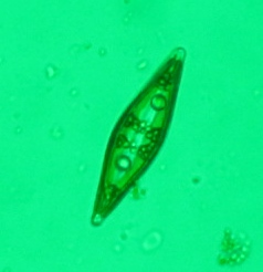 Large motile diatom