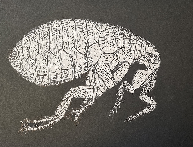 Robert Ratford: Drawing of female flea (Pulex irritans)