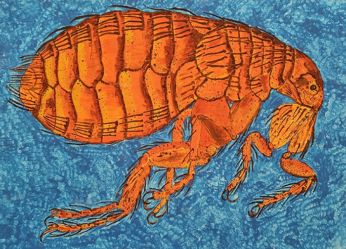 Robert Ratford: Painted female flea (Pulex irritans)