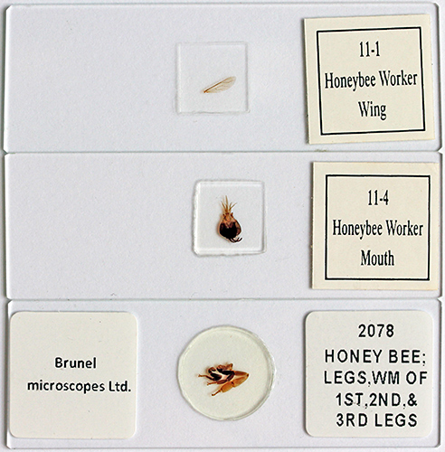 Slides of honeybee parts