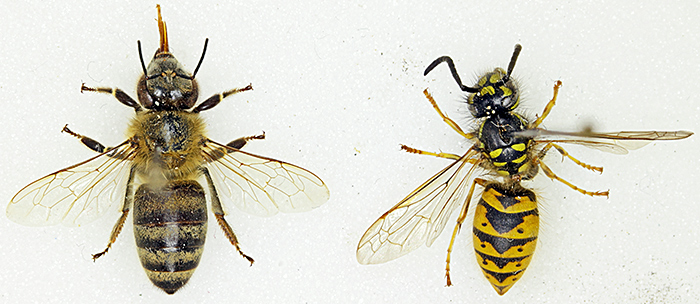 Honeybee and German wasp