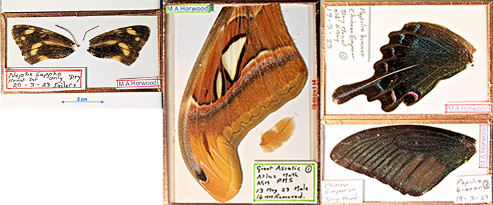 Michael Horwood’s slides of Lepidoptera wings