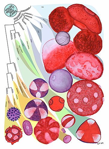 Chris Thomas: Pollen illustrations