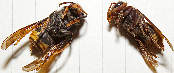 Asian hornet and European hornet