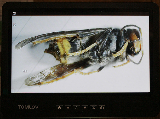 Asian hornet on Tomlov digital microscope