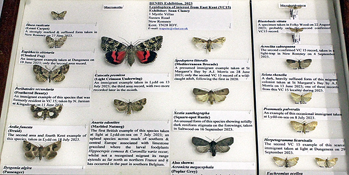 Lepidoptera from East Kent