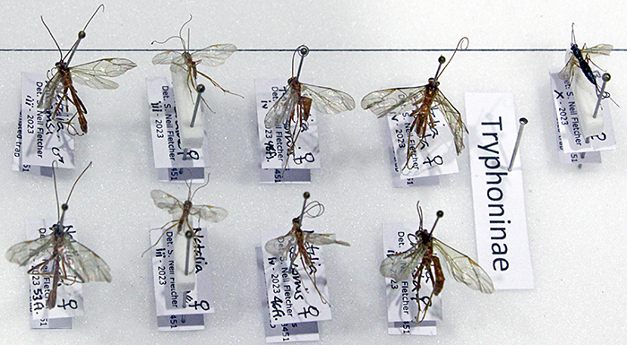 Ichneumonidae (Tryphoninae)