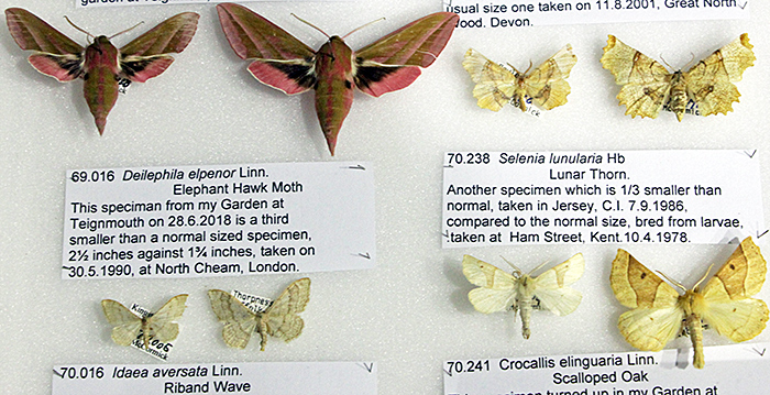 Unusually-small moths