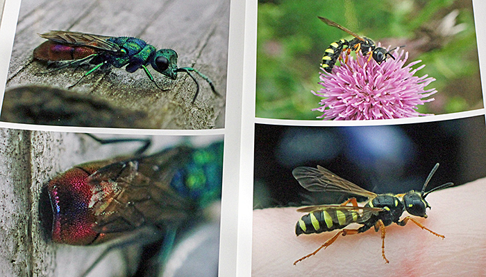 Photographs of insects