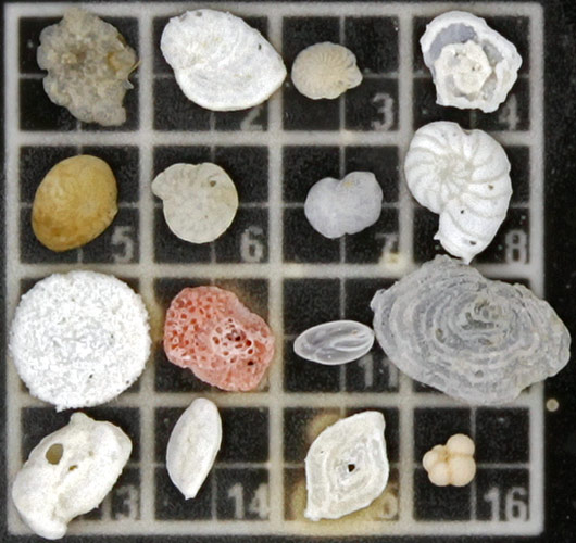 Foraminifera arranged on a grid