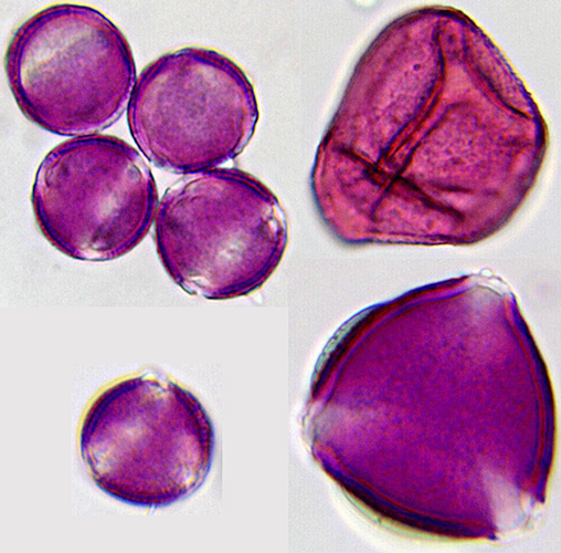 Pollen grains stained with basic fuchsin