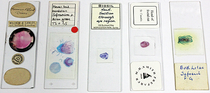 Prepared stained slides
