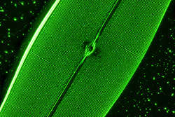 Pleurosigma angulatum diatom by John Dale.