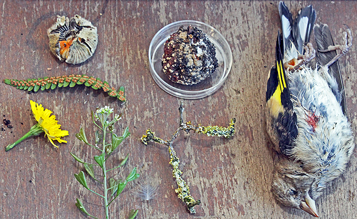 Alan Wood’s specimens