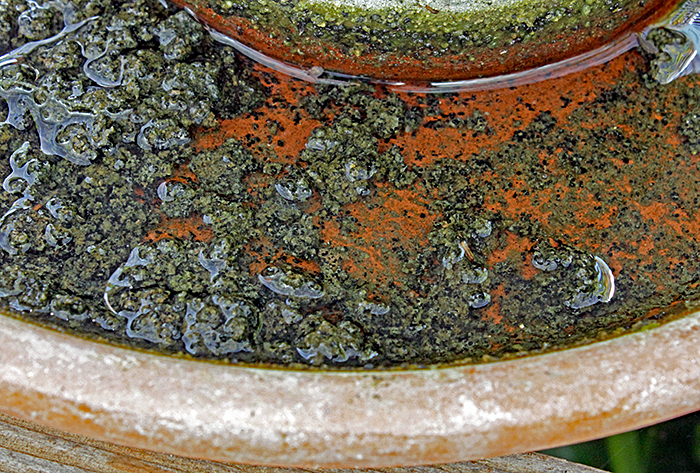 Algae in flower-pot saucer