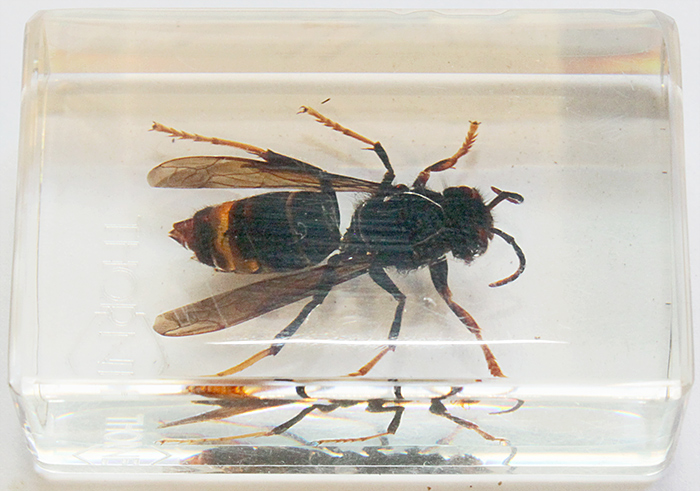 Asian hornet