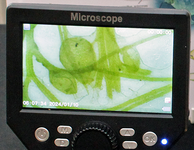 Daphnia trapped by common bladderwort