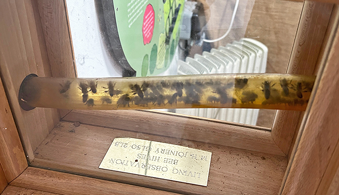 Entrance to beehive